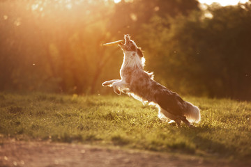 the dog is playing with the disc in nature, sunset. Active and funny border collie, pet plays
