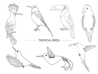Vector set of tropical birds. Hand drawn outline of parrot, paradise bird, toucan, hoopoe. Black and white collection of tropic animals.