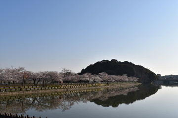 桜並木