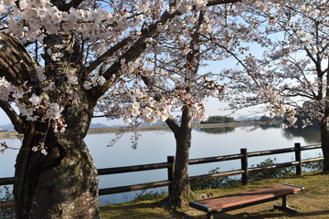 桜