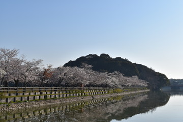 桜並木