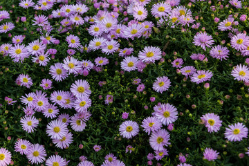 Blooming mauve New England Aster flowers 