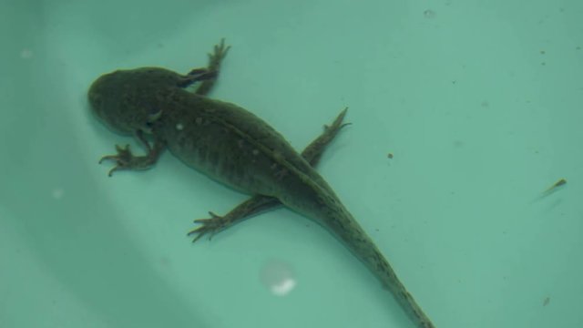 Axolotl swimming in water tank