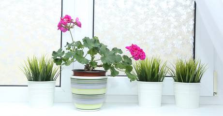 Houseplant in a pot on the window. Flowering indoor plants.