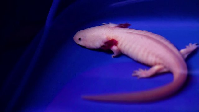 Albine swimming Axolotl in water tank