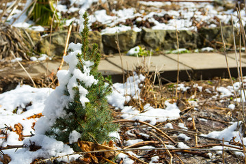 A small green Christmas tree in the snow in the Park. The awakening of Nature after winter hibernation. The first Warm spring days after the winter cold.