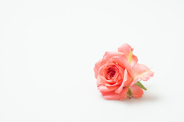 満開の赤いバラ