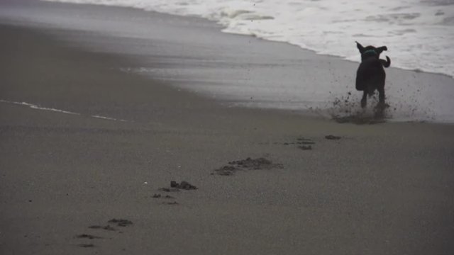 Dog Plays Fetch Chasing Ball at Beach of Pacific Ocean Coastline Waves in Northern California USA Super Epic Slow Motion 480fps