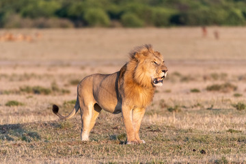 Naklejka premium Male Lion roaring loud at sunrise in Maasai Mara