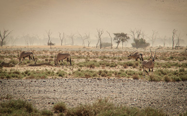 Oryx or antelope with long horns in the Namib Desert, Namibia, Africa.