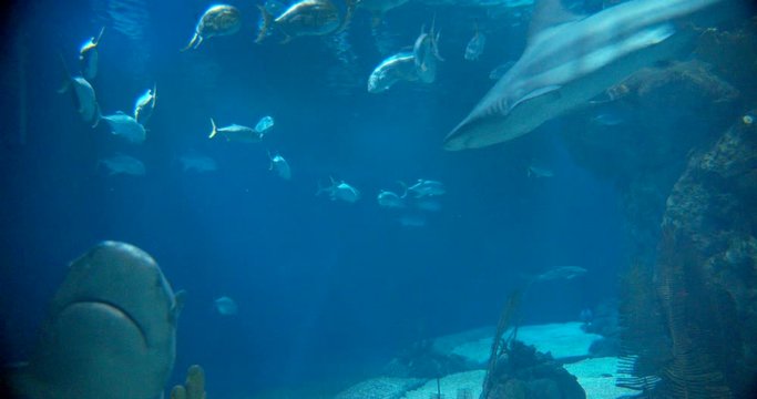 Sandbar and Zebra sharks and tropical fish swim past camera in giant blue aquarium