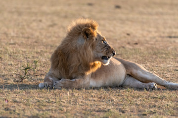 Male Lion resting quietly at sunrise, Maasai Mara