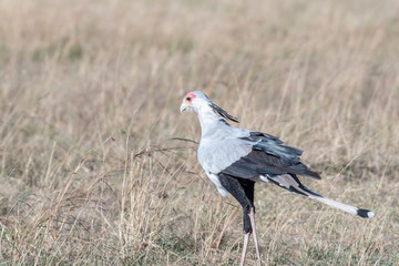 Secretary bird walking alone in Maasai Mara national reserve, Kenya
