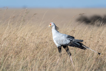 Secretary bird walking alone in Maasai Mara national reserve, Kenya