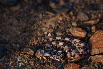 viper in savannah in namibia