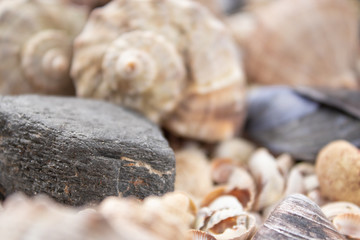 Seashells, sea shells - textures or backgrounds - various pebbles, stones and snags.