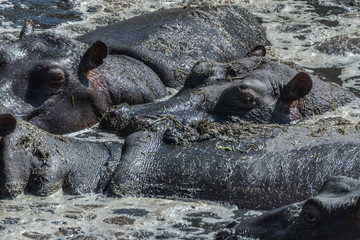 Hippos resting in muddy water under hot sun in Maasai Mara