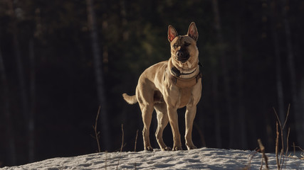 Thai ridgeback dog in nature