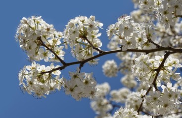 Clusters of white Yoshino cherry blossoms on a clear spring day