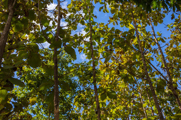 Green leaf teak forest sunny day