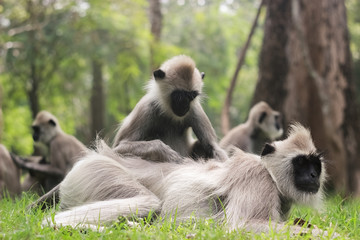 A monkey family is having a rest in the park