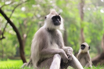 A monkey family is having a rest in the park