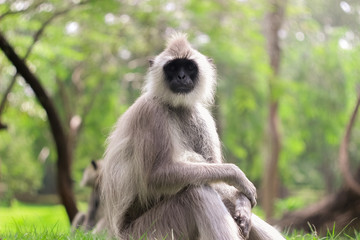 A monkey family is having a rest in the park