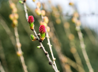 Young spring flowers