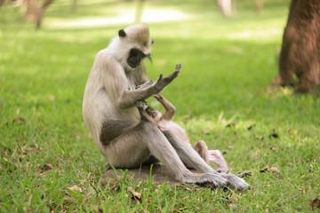 A monkey family is having a rest in the park