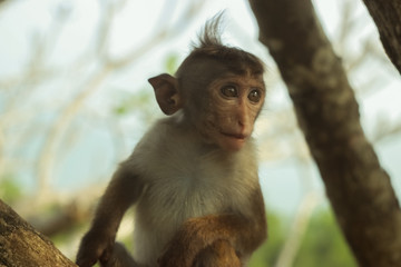 A monkey family is having a rest in the park