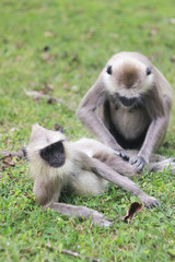 A monkey family is having a rest in the park