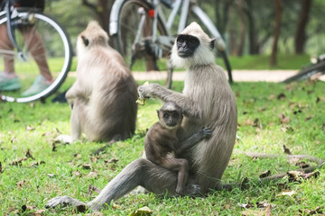 A monkey family is having a rest in the park
