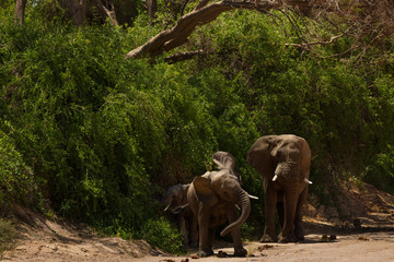 herd of elephants in namibia