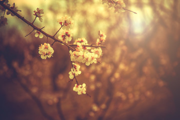 Apricot flowering. Spring flowers. Flowering tree. First