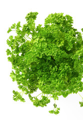Fototapeta premium Fresh green parsley