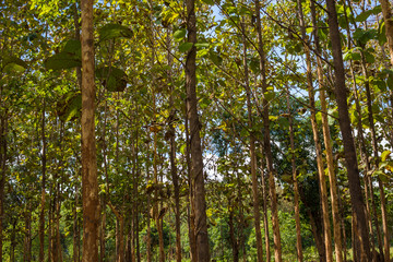 Fototapeta premium Green leaf teak forest sunny day