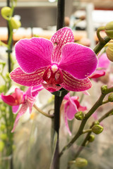 phalaenopsis blume images
