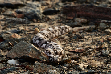 viper in savannah in namibia