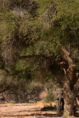 elephant in savannah in Namibia