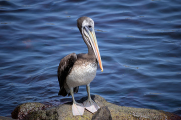 Pelican on the beach