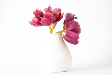 Tulpen in der Vase (gefüllte Blüten)