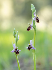 Ophrys scolopax