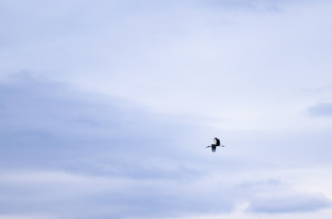 Stork in the sky. Beautiful flying stork under the blue sky.