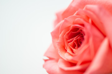 満開の赤いバラ