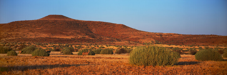 Kudu antelope in savannah in namibia