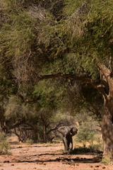 elephant in savannah in namibia