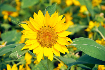 Sunflower in the field