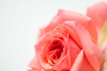 Fototapeta na wymiar 満開の赤いバラ