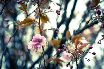 pink tabebuia flower blooming during spring, vintage color effect