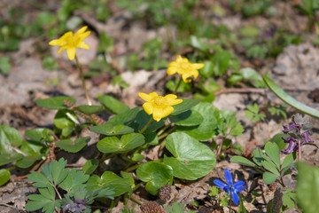 Yellow spring flowers in the forest. Sunny forest with yellow flowers.